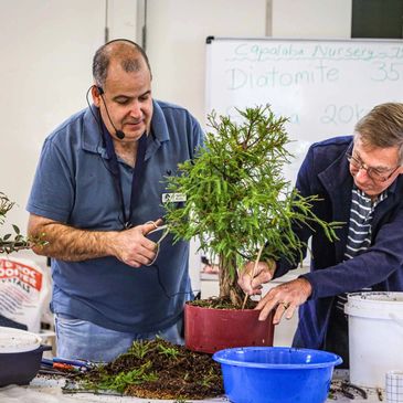Nick and Geoff at a workshop preparing a Ficus salicaria for repotting into a new bonsai container