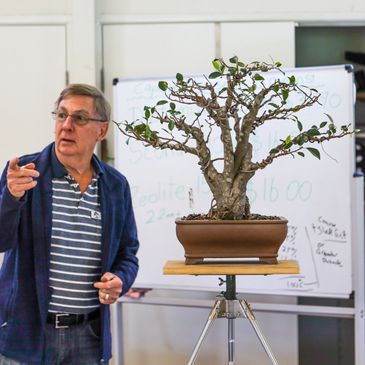 Geoff talking about how best to display a large Ficus bonsai