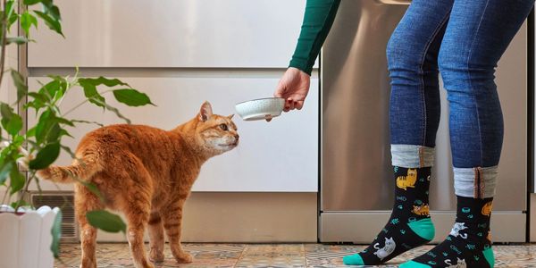 A person offers a bowl to an orange tabby cat in a kitchen.