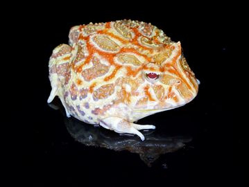 A colorful Pacman frog with orange and white patterns on a black background.