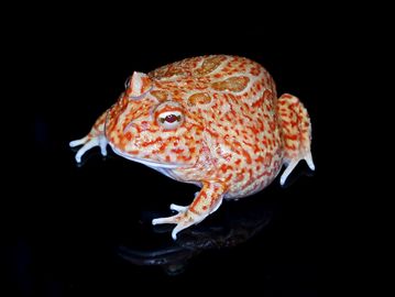 A red and white patterned frog on a black surface.