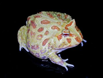 A colorful frog with orange and yellow patterns on a black background.