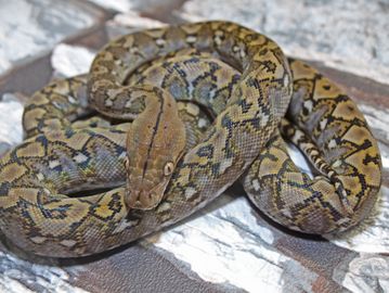 Pythons