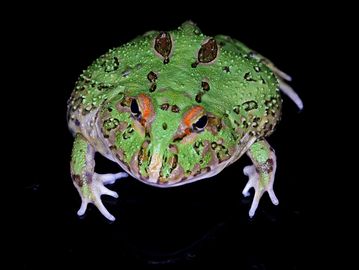 Close-up of a green horned frog with water droplets on its body against a black background.