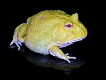 A yellow frog with red eyes on a reflective black surface.