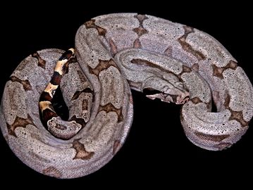 A curled gray snake with dark patterns on a black background.