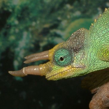 Jackson's Chameleon (Trioceros jacksonii)