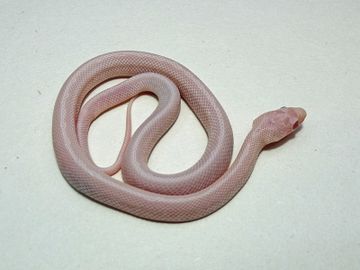 Corn Snakes
