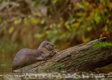 River Otter eating a fish on a log in autumn in Washington state 