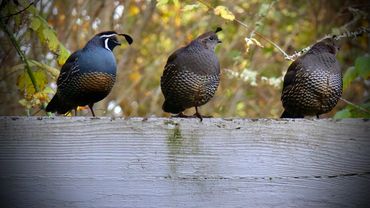 Three mature California Quail sitting on a fence in my father's backyard in Port Angeles, Washington