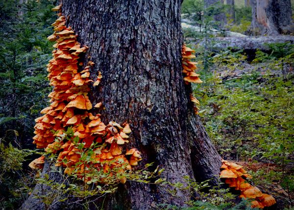 Vibrant orange Chicken of the woods mushroom wrapped around a large tree like a skirt