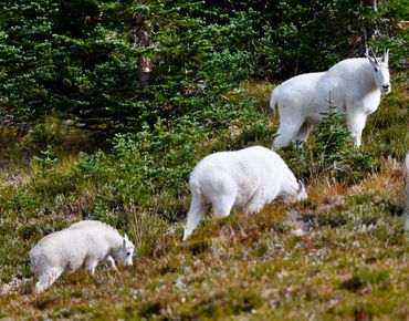 A billy goat, nanny goat, and their kid grazing on a hillside by the Wonderland Trail in Washington