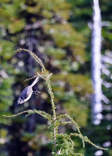 A Canada Jay dives off of a sapling on the Wonderland Trail in Washington