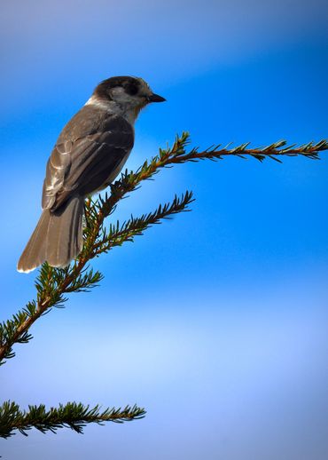 An earetheral Canada Jay perched on the tip of a branch framed by soft clouds in Washington