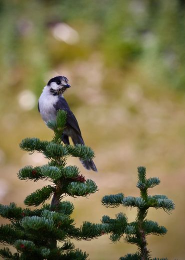 Wisakedjak, Gray Jay, Canaday Jay, Whiskey Jack