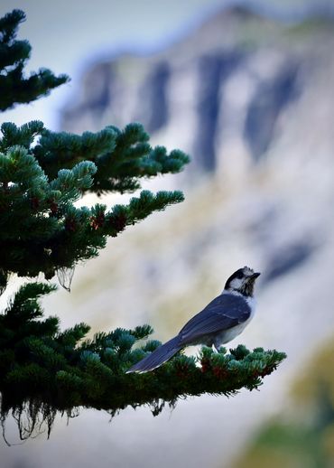 A Whiskey Jack perched along the Wonderland Trail circling Mt. Rainier in Washington