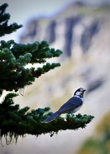 A bird perched on a pine tree branch.