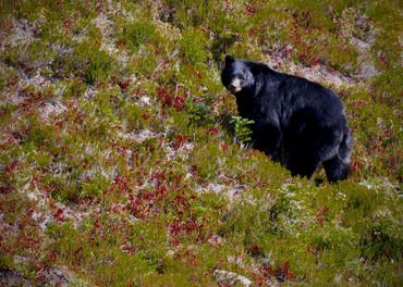 A black bear searching for berries on a hillside near the Wonderland Trail in Washington
