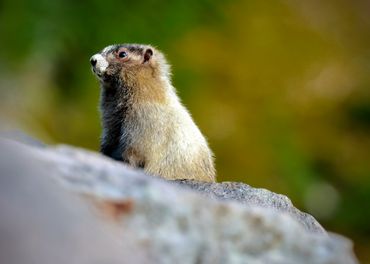 A marmot keeping watch along the Wonderland Trail around Mt Rainier in Washington