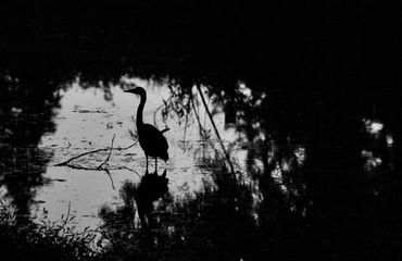 Great Blue Heron in a pond at dusk in Washington