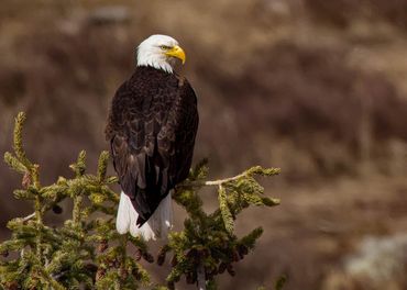 Bald eagle perched on a branch.