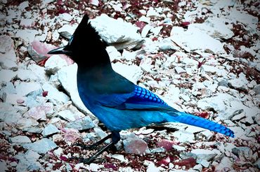A Steller's Jay 