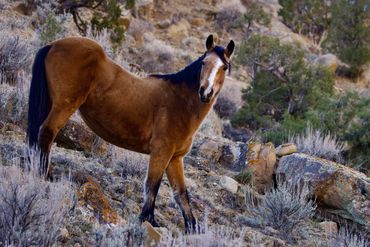 A buckskin mustang in the Little Book Cliffs Wild Horse Range outside Grand Junction, Colorado