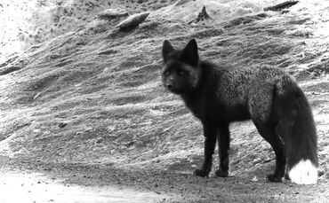 Black and White photo of a black fox at White Pass Ski Resort in Washington
