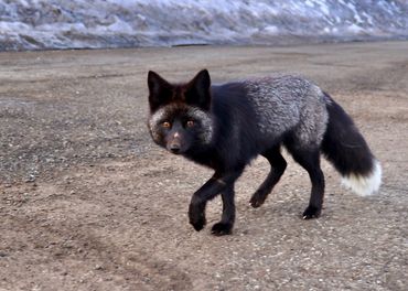 A black fox walking on the road at White Pass Ski Resort in Washington