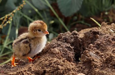 A quail chick walking up a small hill of dirt in the garden looking determined. Background of green
