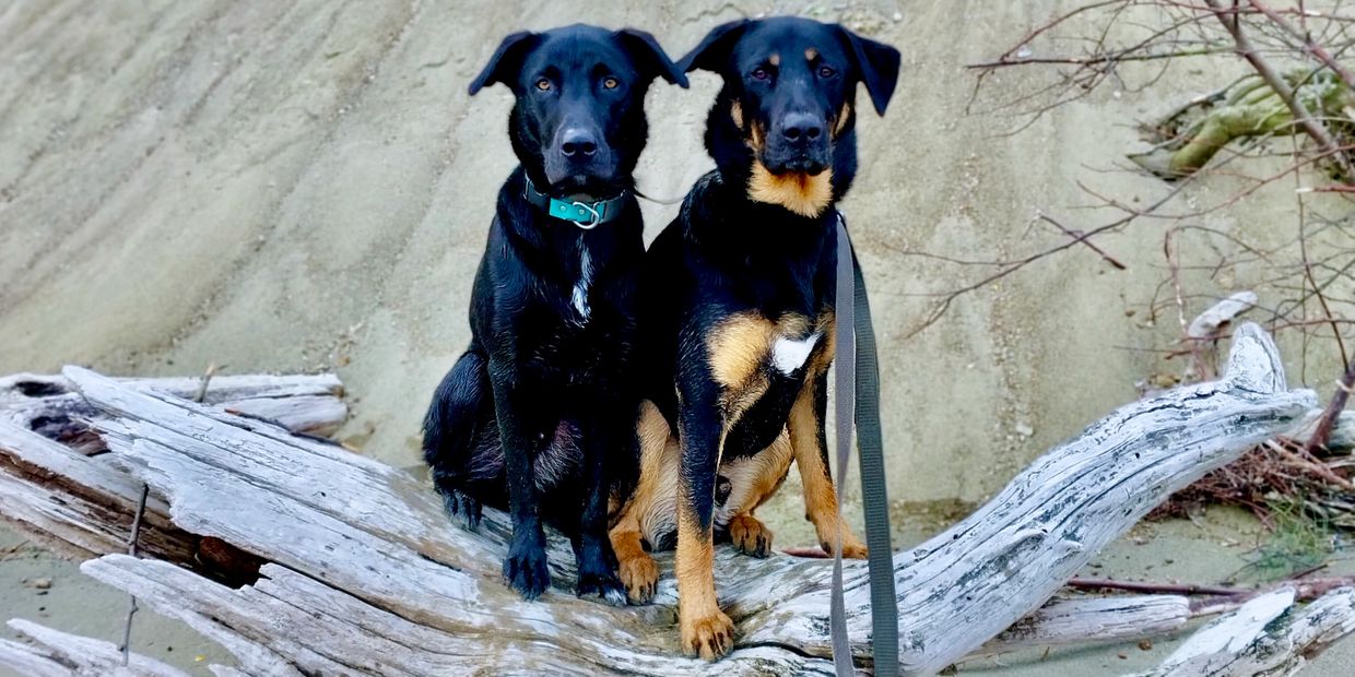 Two dogs sitting on a large piece of driftwood in front of a sandy hill. Lab mix, Rottweiler GSD mix