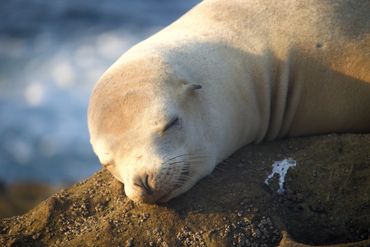 A sea lion pup sun bathing in La Jolla, California