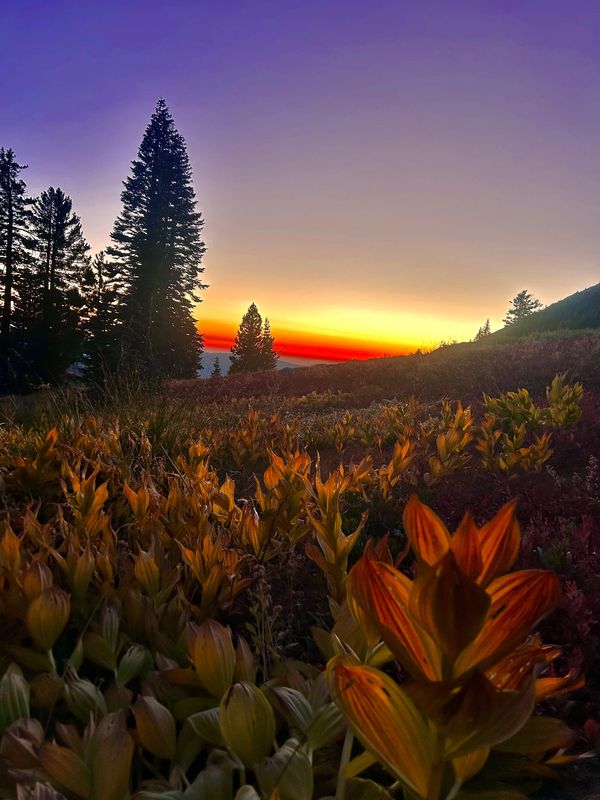Vibrant sunset over a meadow with tall trees and colorful plants. plants in the foreground glow red