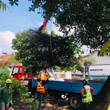 Lanscape Services Tree Pruning, Tree Cutting, Transplant 
