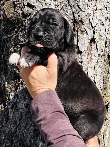 Mantle Male Full European 

Ready April 9th , 2024 