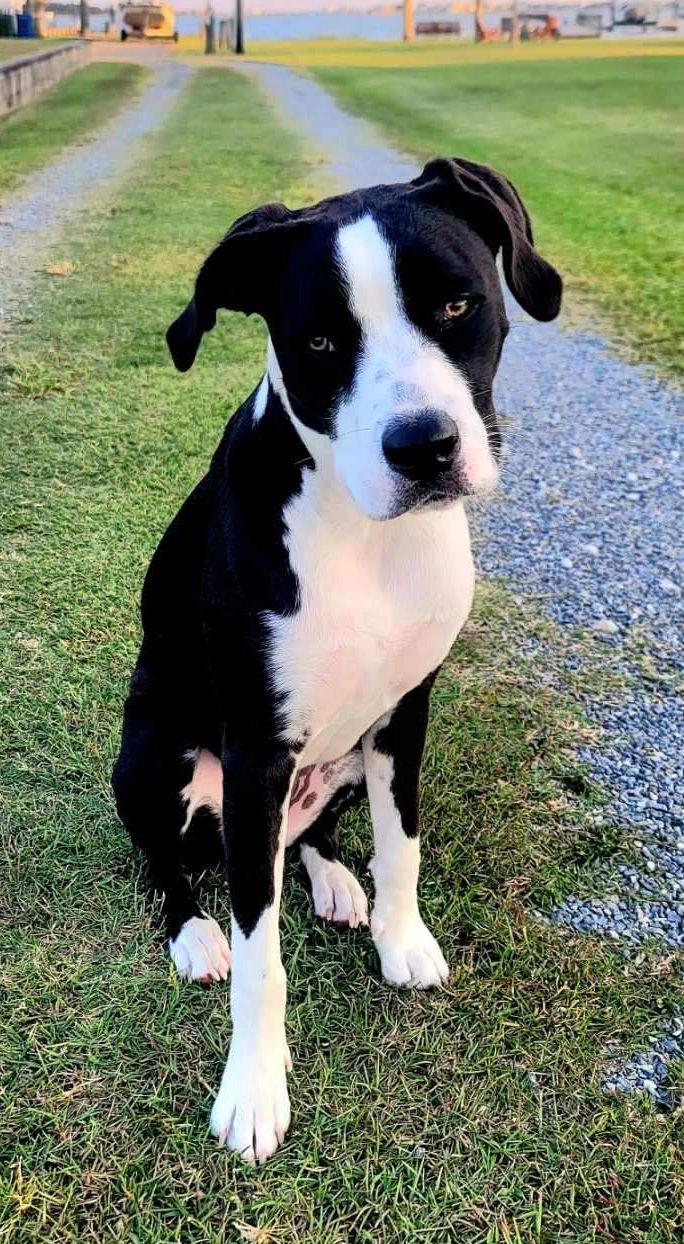 What Should I Stop Doing Right Now to Help My Dog?