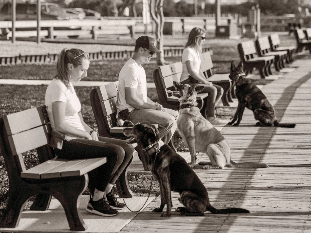 Three people sitting on benches with their dogs on a sunny day in a park.