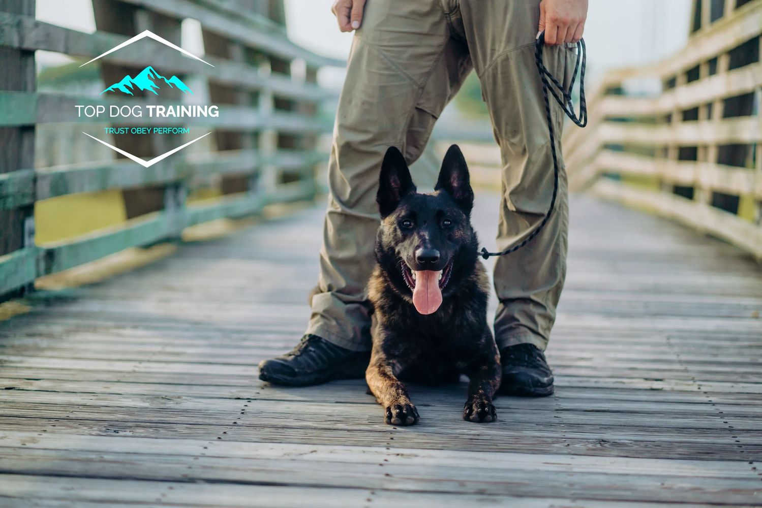 Dutch shepherd in a down on bridge