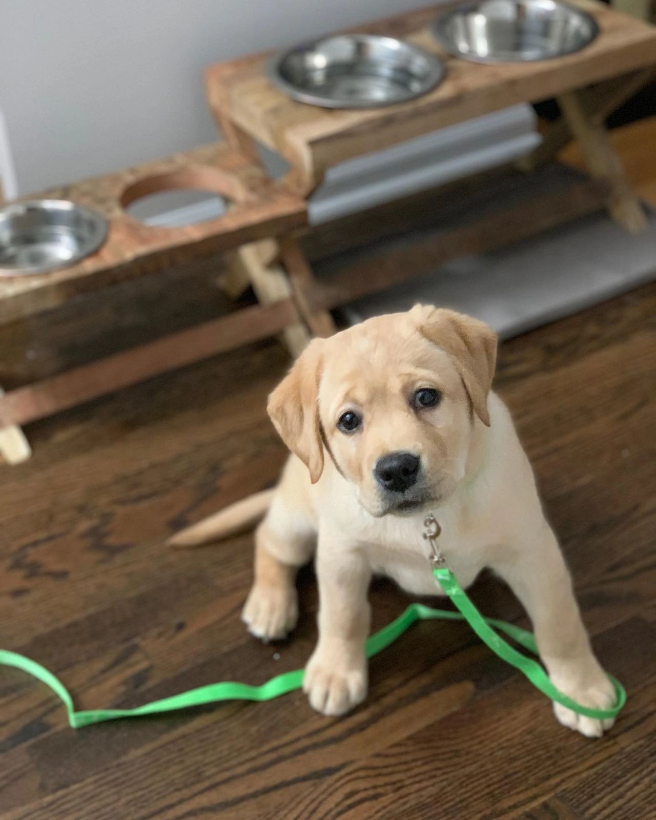 I Train Every Day! Why Is My Dog Still Misbehaving?!