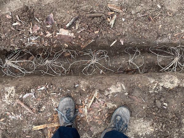 Asparagus crowns being planted in a trench.