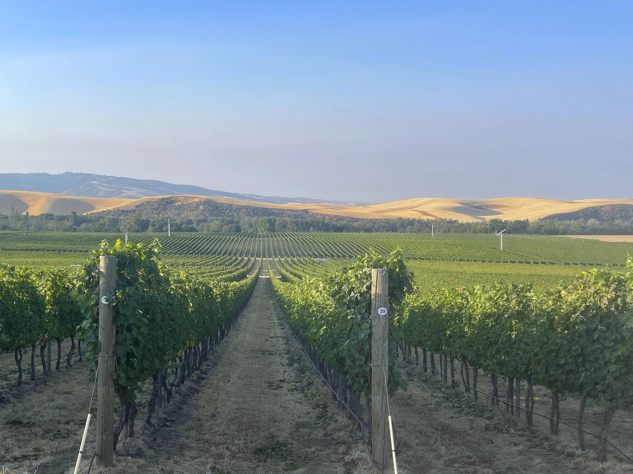 Tulpen Cellars hero image