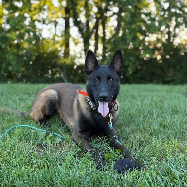 Alert Belgian Malinois resting on grass with tongue out and toy.