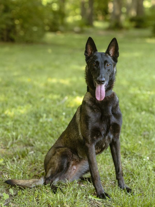 A black Belgian Malinois dog sitting on green grass with its tongue out.