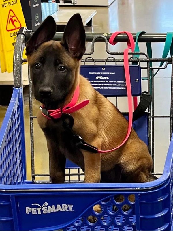 A young dog with a pink collar sitting in a PetSmart shopping cart.