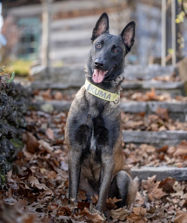 A happy Belgian Malinois dog with a collar sitting on autumn leaves.