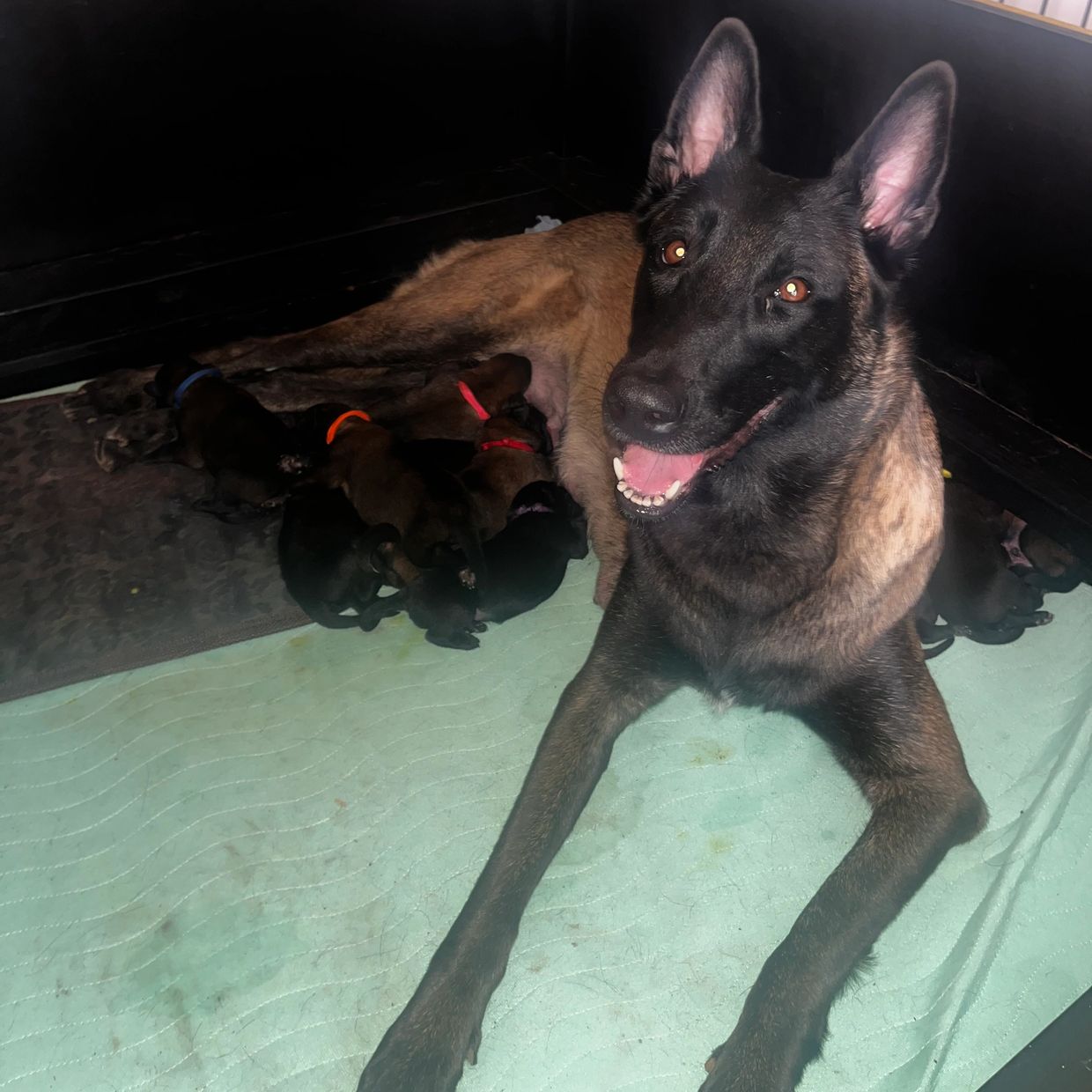 A happy dog nurses her newborn puppies in a cozy pen.