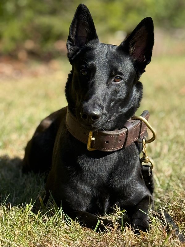 A black dog with large ears lying on grass with a thick brown collar.