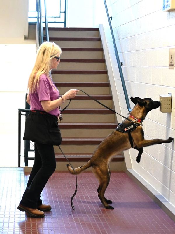 Woman training a service dog to sniff a wall-mounted device indoors.