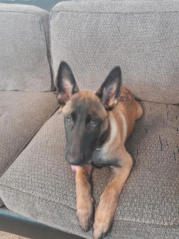 Young Belgian Malinois puppy lying on a gray couch.