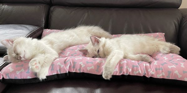 Two Ragdolls sleeping on a dog bed